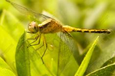 Libelula 17 <em>(1295)</em>