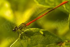 Donzelinha 8 <em>(1296)</em>