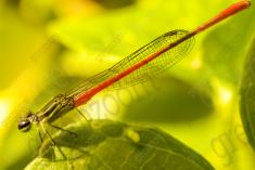 Donzelinha 7 <em>(1297)</em>