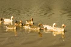 Ganso 5 <em>(1298)</em>