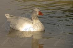 Ganso 6 <em>(1299)</em>