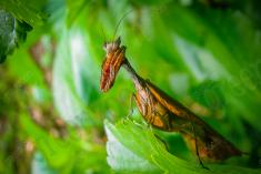 Louva Deus Folha <em>(130)</em>