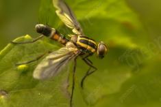 Inseto 102 <em>(1300)</em>