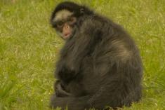 Macaco 12 <em>(1308)</em>