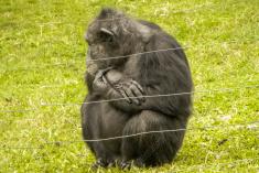 Macaco 13 <em>(1309)</em>