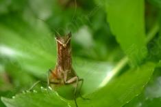 Louva Deus Folha IV <em>(131)</em>