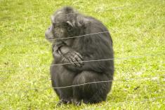Macaco 14 <em>(1310)</em>