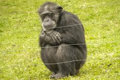 Macaco 15 <em>(1311)</em>