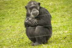Macaco 16 <em>(1312)</em>