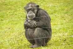 Macaco 17 <em>(1313)</em>