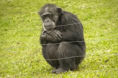 Macaco 18 <em>(1314)</em>