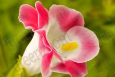 Flor 177 <em>(1315)</em>