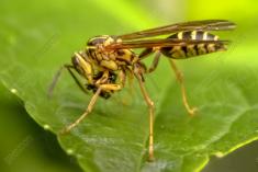 Inseto 105 <em>(1316)</em>