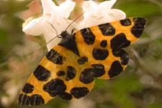 Mariposa 14 <em>(1317)</em>