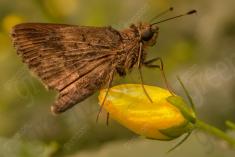 Mariposa 15 <em>(1318)</em>