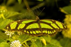 Borboleta 62 <em>(1319)</em>