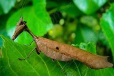 Louva Deus Folha I <em>(132)</em>