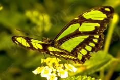 Borboleta 63 <em>(1320)</em>