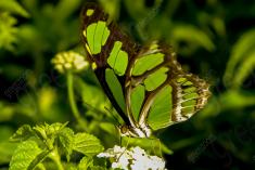 Borboleta 61 <em>(1321)</em>