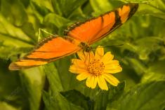 Borboleta 64 <em>(1324)</em>