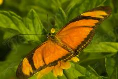 Borboleta 65 <em>(1325)</em>