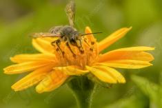 Abelha 34 <em>(1326)</em>