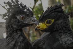 Mutum 1 <em>(1327)</em>