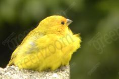 Canario da Terra 1 <em>(1328)</em>