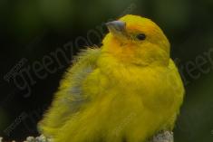 Canario da Terra 2 <em>(1329)</em>