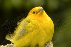 Canario da Terra 3 <em>(1330)</em>