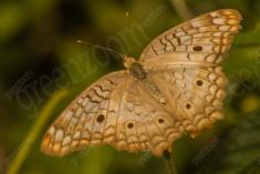 Mariposa 16 <em>(1331)</em>