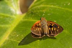 Mariposa 17 <em>(1335)</em>