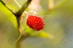 Framboesa 3 <em>(1336)</em>