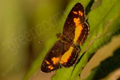 Mariposa 18 <em>(1338)</em>