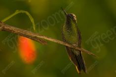 Beija Flor 46 <em>(1339)</em>