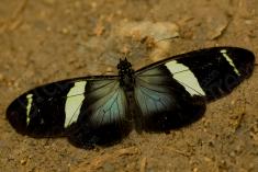 Borboleta 69 <em>(1340)</em>