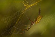 Aranha 23 <em>(1341)</em>