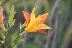 Flor 82 <em>(1343)</em>