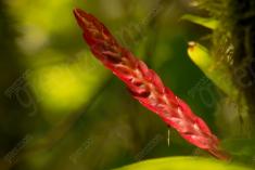 Flor 83 <em>(1344)</em>