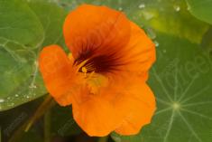 Flor 84 <em>(1346)</em>