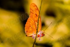 Borboleta 129 <em>(1347)</em>