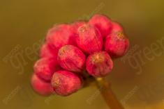 Flor 85 <em>(1352)</em>