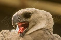 Harpia 4 <em>(1357)</em>