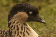 Ganso 7 <em>(1358)</em>