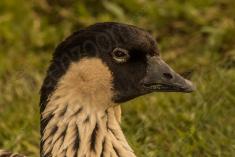 Ganso 8 <em>(1359)</em>