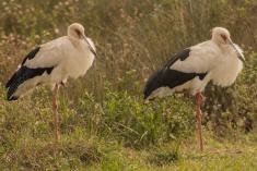 Cegonha Branca 2 <em>(1360)</em>