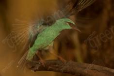 Saí Azul 3 <em>(1361)</em>