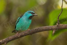 Saí Azul 1 <em>(1362)</em>