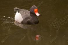 Pato 2 <em>(1363)</em>
