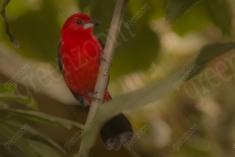 Tié Sangue 3 <em>(1364)</em>